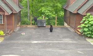 Jump the Fence, Donte