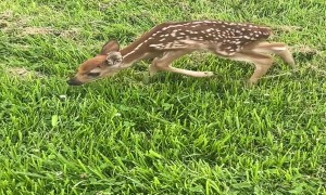 Lone Fawn Bonds With Friendly Dog