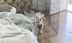 Tall Playpen Doesn't Contain Determined Puppy