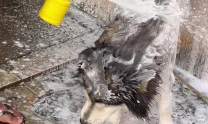 Using a Foam Lance to Bathe a Husky