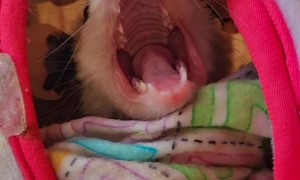 Opossum Waking Up on a Saturday