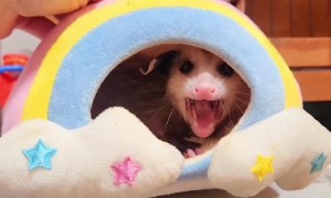 Opossum Has a Beat the Band Type of Attitude