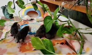 How Many Opossums in Soft Banana