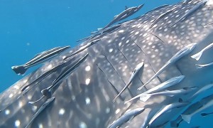 Whale Shark Escorts Fish Friends