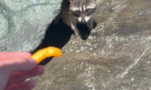 Cheeto for Our Lady Raccoon