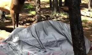Local Elk Not Happy With a Camper