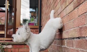 Louby's Legendary Handstand Lives On