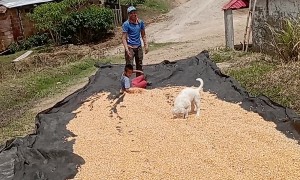Agricultural Engineer Implements New Corn Drying Technique