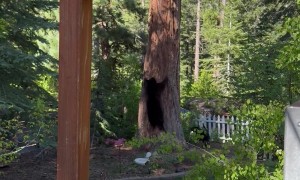 Dog Trees a Bear in Lake Tahoe Backyard