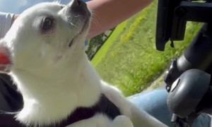 Chihuahua Air Peddling