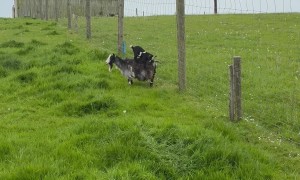 Baby Goat Hops on Mama's Back