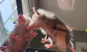 Baby Opossums Eating Crickets