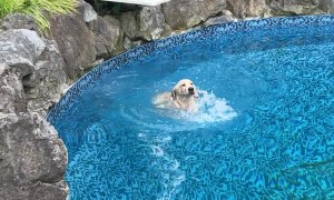 Cute Recovery After Slipping Into Pool