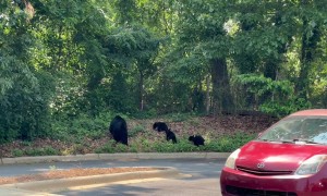 Mama Bear and Her Cubs