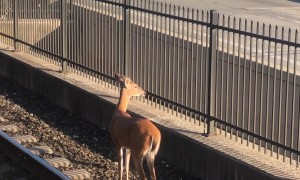 Lost Deer Wanders Down New Jersey Train Tracks