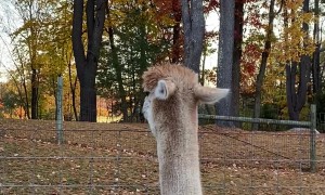 Alpaca Spots Danger