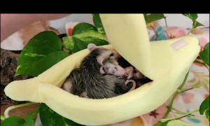 Opossum Joeys Cram Together for Cozy Snooze