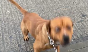 Dog Copies His Human Sibling