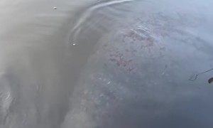 Gentle Manatee Touches Foot