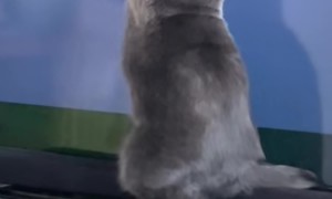 Misty Helping the Game Load Faster