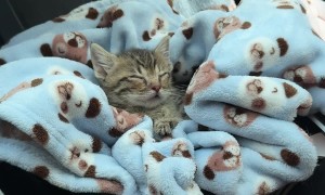 Tiny Kitten Sleeps In Car's Storage Compartment