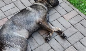 Puppy Litter Has Family Nap Time