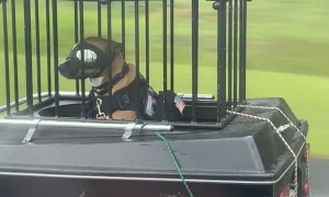 Biker Dog Rides In Custom Trailer