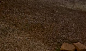 Black Bear With Whipped Cream Container Bluff Charges