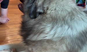 Yogi the Giant Caucasian Ovcharka Guard Dog