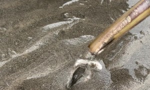 Gathering Razor Clams at Low Tide