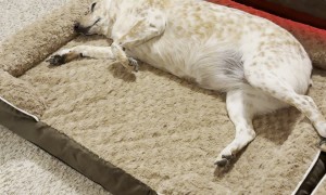 Testing Out Their New Beds