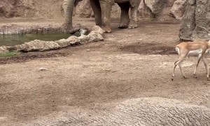 Elephant Saves Gazelle From Drowning