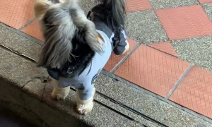 Officer Paws The Police Dog