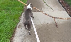Dog Determined to Bring Huge Stick Home