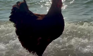 Even Chickens Love the Beach