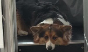 Corgi in the Cockpit