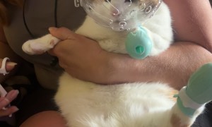 Astronaut Kitty