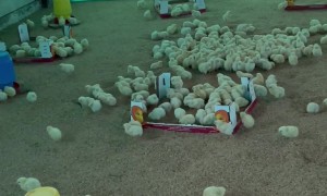 Baby Chick Gets Chased With Dragonfly in It's Mouth