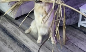 Golden Determined to Bring Palm Frond Home