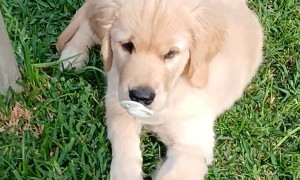 Puppy With a Pacifier