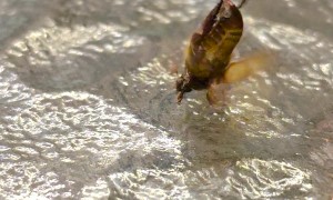 Breakdancing June Bug