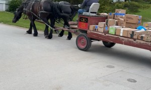 Island Packages Delivered By Pony Express