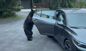 Bear Gives Family a Fright in Gatlinburg, TN
