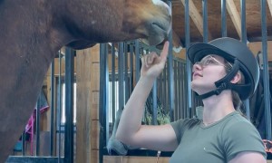 Cheeky Horse Mouths Helmet