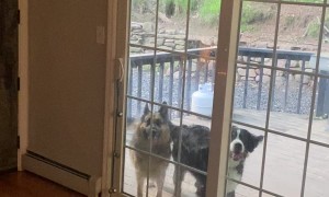 Bernese High Jumper Wants Breakfast