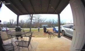 Dog Zoomies Topple Girl