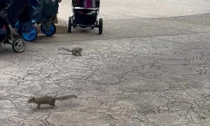 Squirrels Stealing Food Out of Baby Strollers