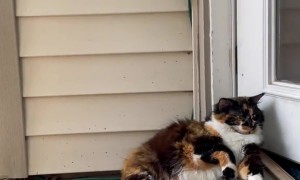 Cat Insists on Napping at Door