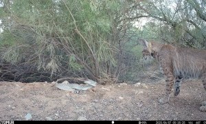 Bobcat Confronts a Diamondback Rattlesnake