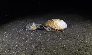 Coconut Octopus Invites Suitor Inside Cozy Shell Home